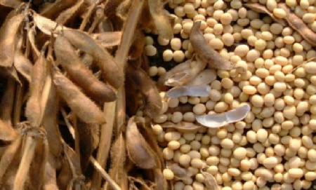 Production responsable du soja