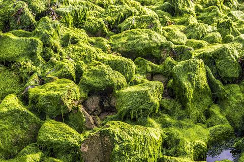En Bretagne, les algues vertes pourraient gâcher l'été