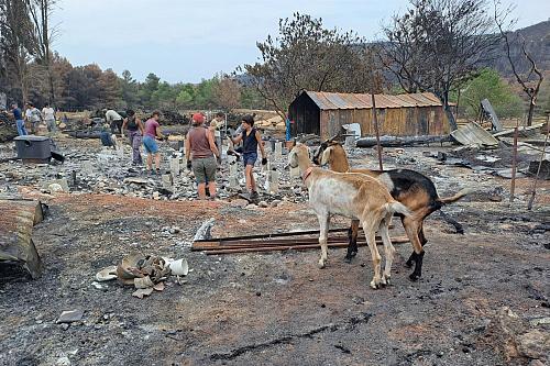 deux chèvres regardent des bénévoles dans un paysage dévasté par un incendie