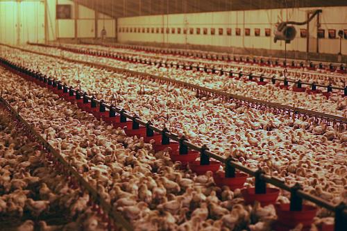 Un élevage industriel de poulets en France dans un bâtiment