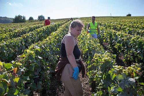 Une femme porte des gants bleu, en débardeur, debout dans les vignes, regarde vers le sol. 