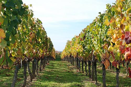 Une photo de vignes en automne