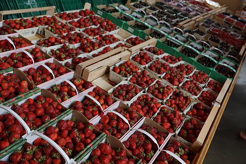 Des étals de fraises. 