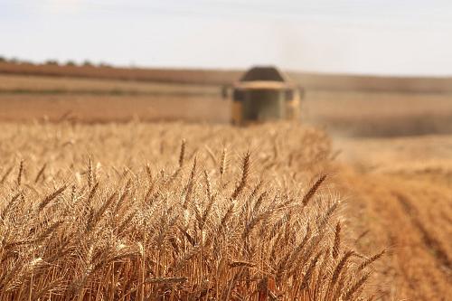 champs de blé, plaine céréalière à perte de vue. On devine une moissonneuse-batteuse en approche.