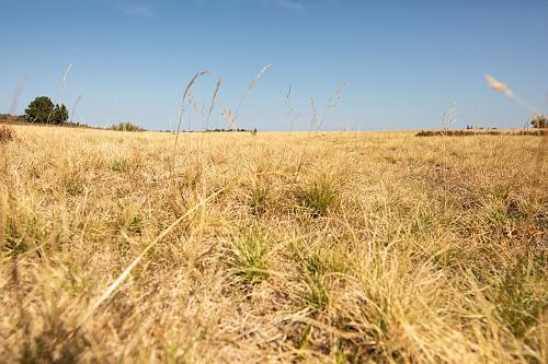 herbe séchée à perte de vue