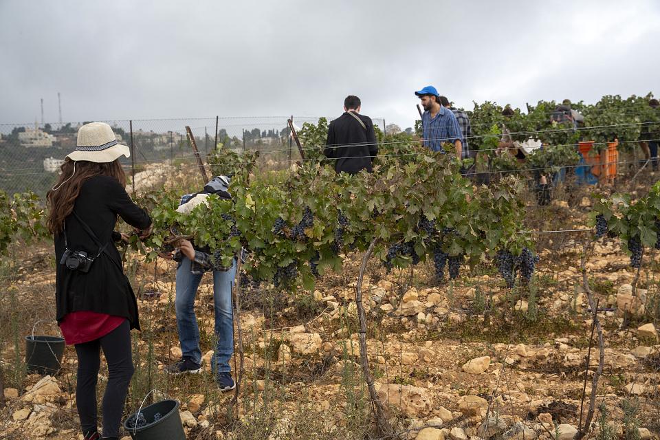 Une demi-douzaine de personnes dans une vigne