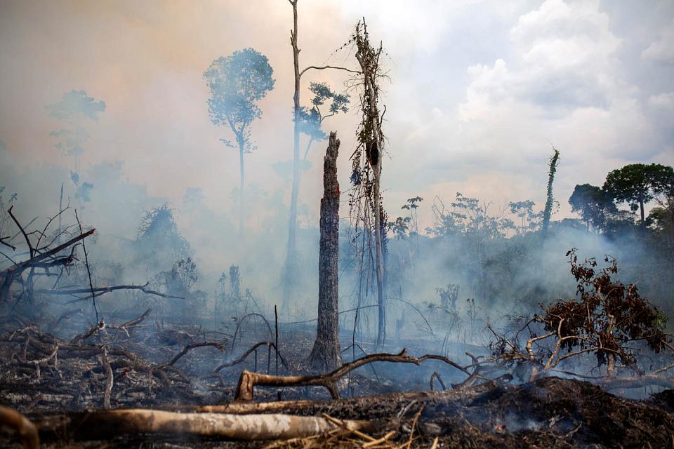 Des restes d'arbres carbonisés au milieu de fumées. 