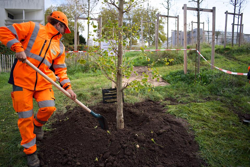 Un homme plante un arbre. 