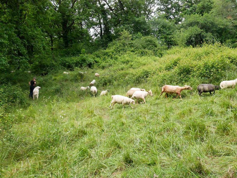 Des brebis dans une prairie. 