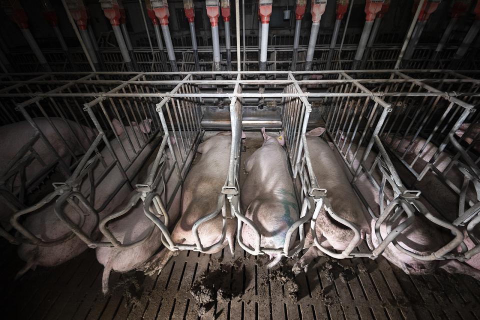 Des porcs sur caillebotis, bloqués dans des cages qui les empêchent de se mouvoir.