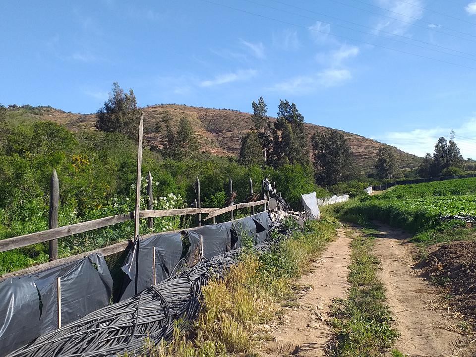 Un chemin qui longe des champs. 