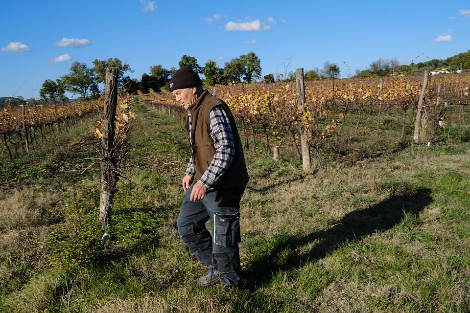 Un homme marche le long de vignes. 