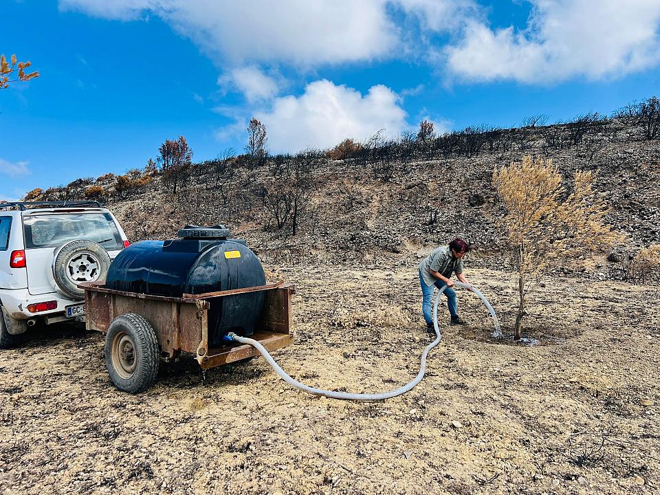 Une femme arrose un olivier brûlé à l'aide d'un tuyau raccordé à une citerne