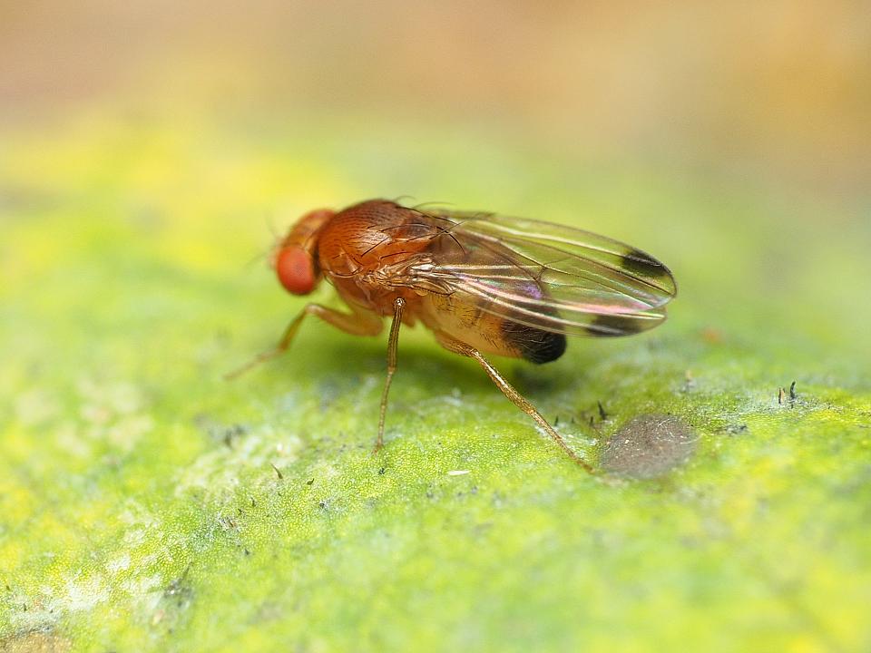 insecte sur une feuille, la drosophila suzukii