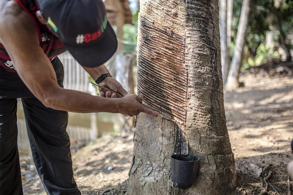 Un homme penché sur un tronc d'arbre en extrait de l'hévéa. 