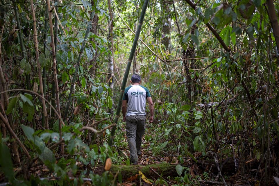 Un homme marche de dos dans la forêt.