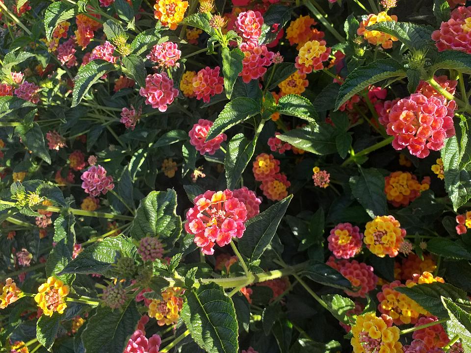 Gros plan sur des fleurs 