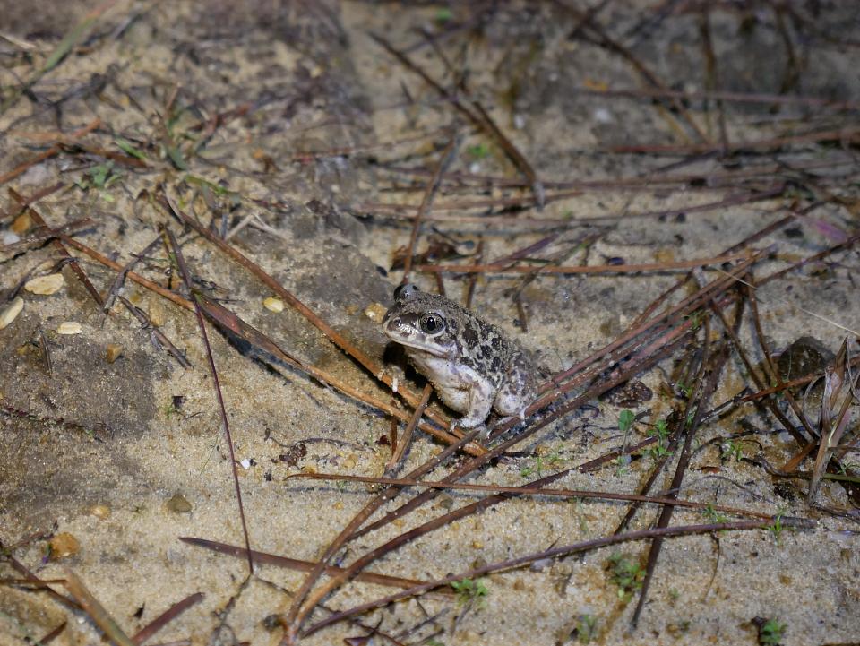 Un crapaud dans le noir, éclairé par la lumière d'une lampe.