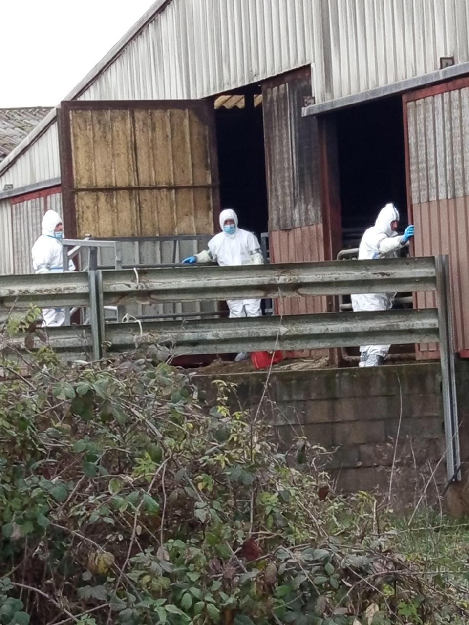 des personnes vêtues de combinaisons blanches à l'entrée d'une stabulation