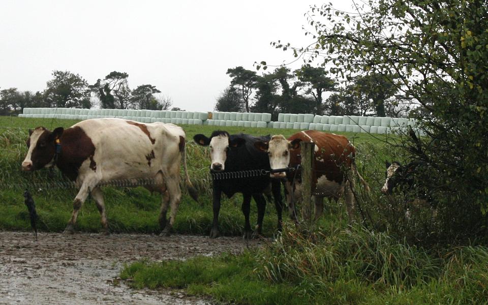 Les vaches avancent sur un chemin de terre