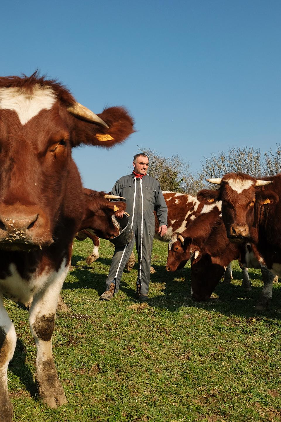 Un homme se tient debout en combinaison de travail au milieu de ses vaches dans un pré