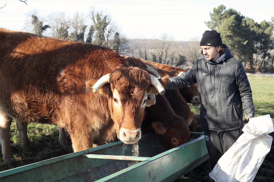 Louis Deltreuil avec ses vaches limousines