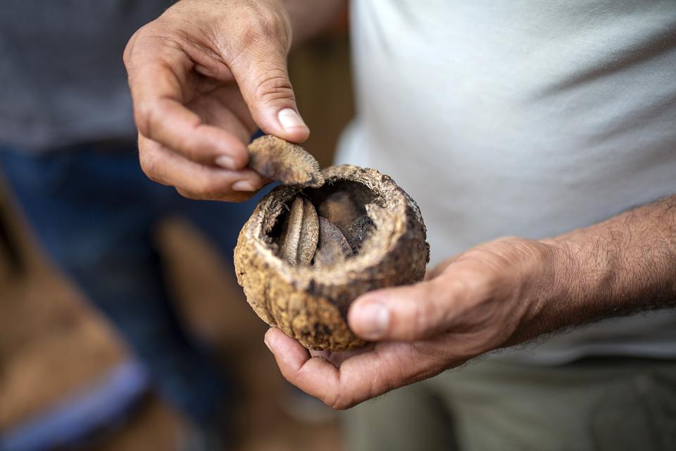 Des mains tiennent une grosse noix en gros plan