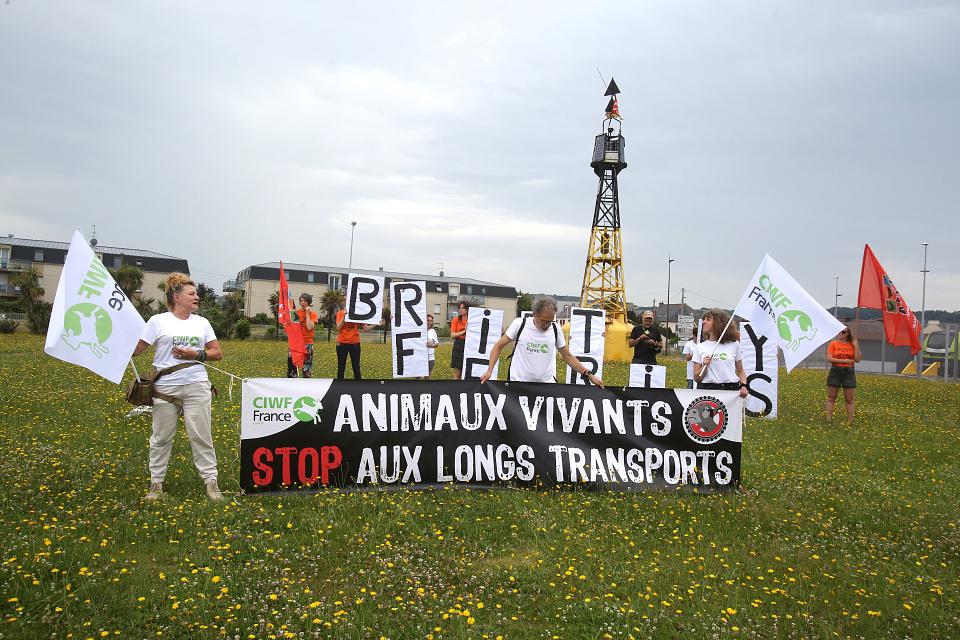 Des personnes debout dans un champs tiennent une banderole sur laquelle il est écrit "Animaux Vivant, stop aux longs transports".