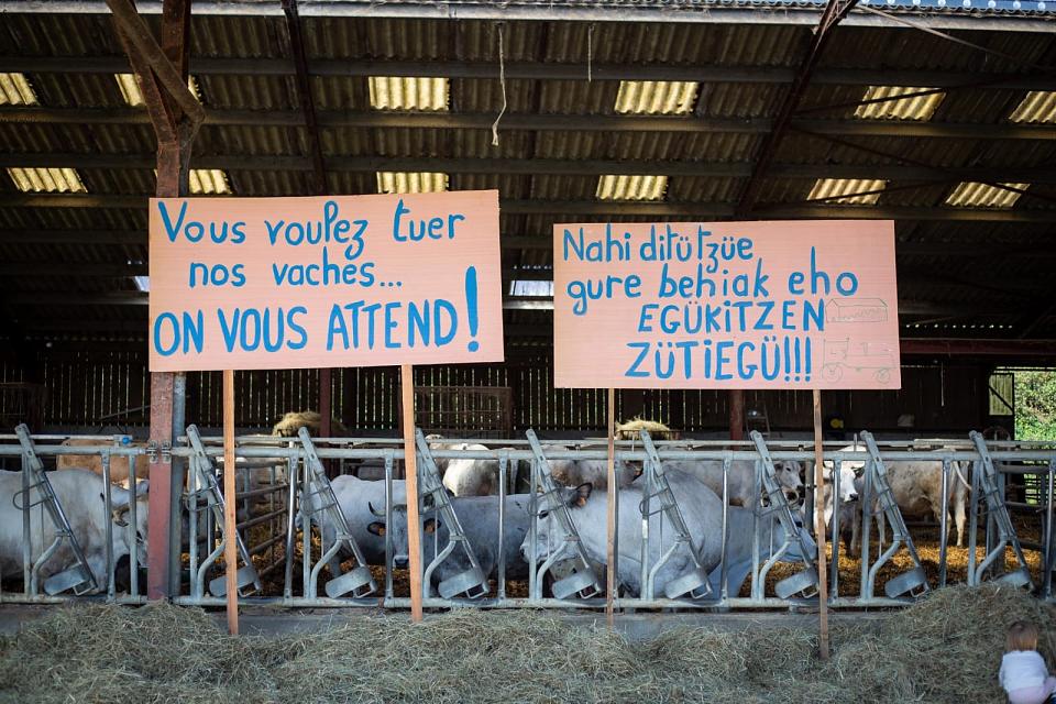 "vous voulez tuer nos vaches... ON VOUS ATTEND!" est la pancarte déployée devant des vaches dans une stabulation