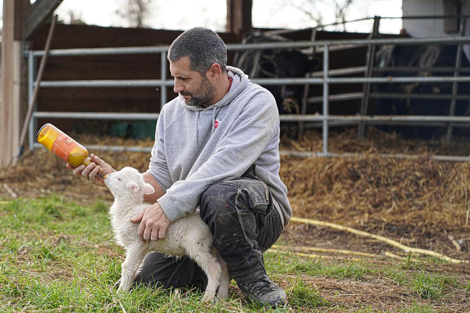 Un homme accroupi donne le biberon à un agneau. 