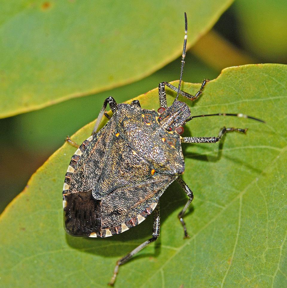 insecte sur une feuille, la punaise diabolique