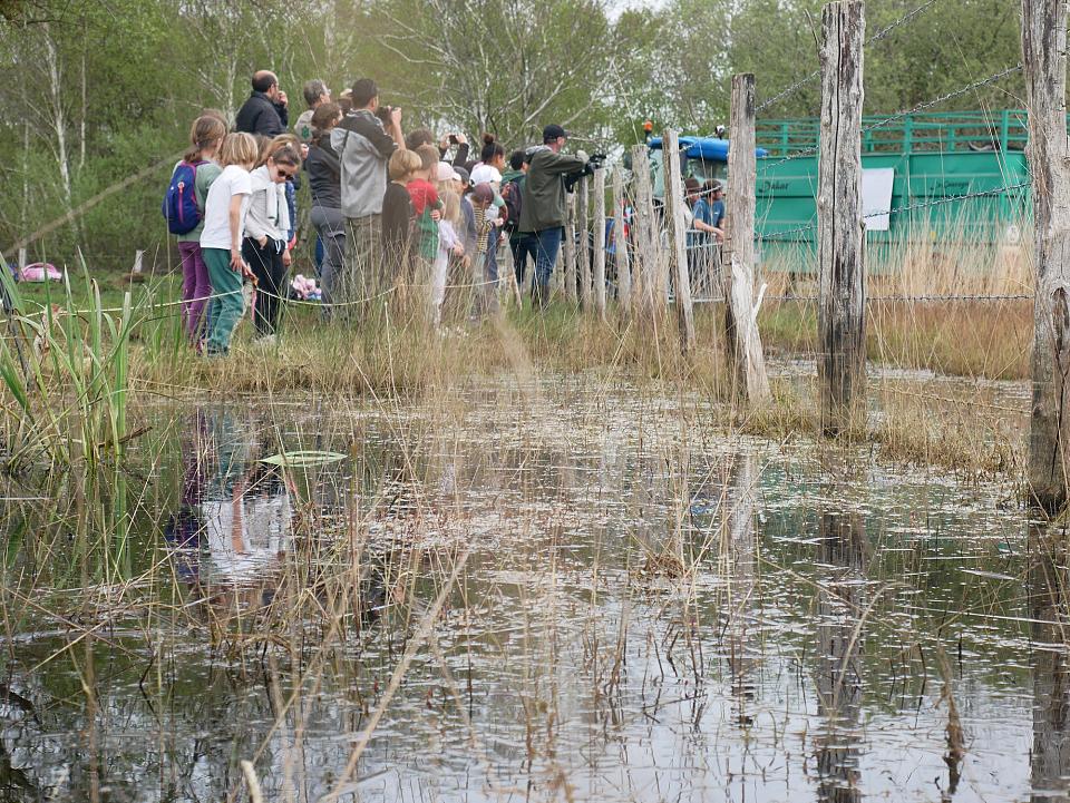 Des enfants et adultes dans un champs regardent le lâcher de buffles. 