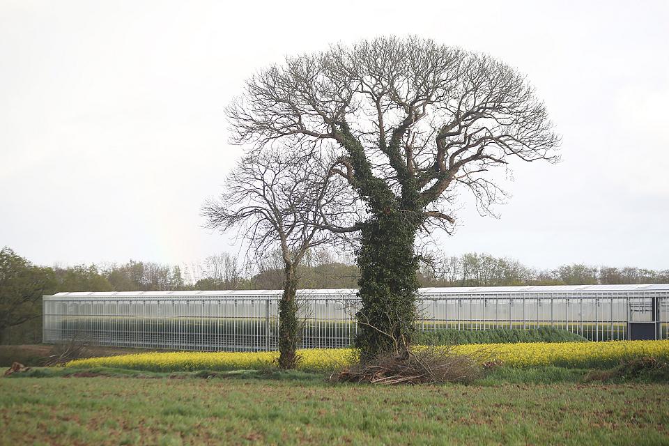 De vaste serres dans le fond, un arbre sans feuille et des champs au premier plan.