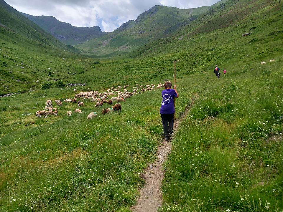 un garçon mène le troupeau de vaches en estives dans des montagnes verdoyantes