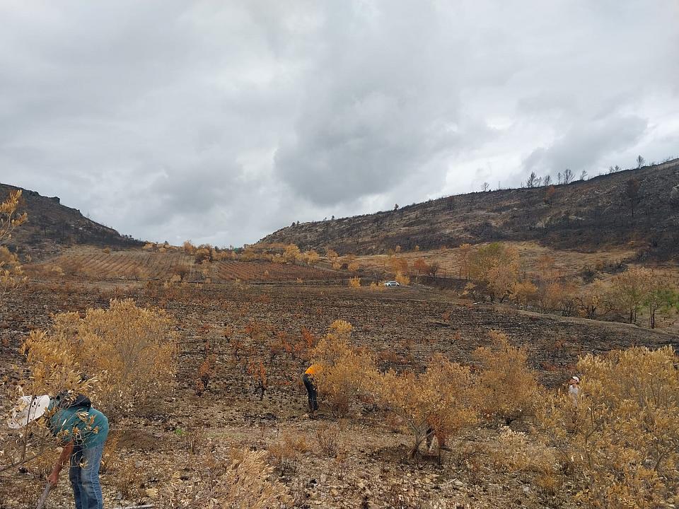 des bénévoles travaillent dans des plantations d'oliviers et de vignes incendiées.