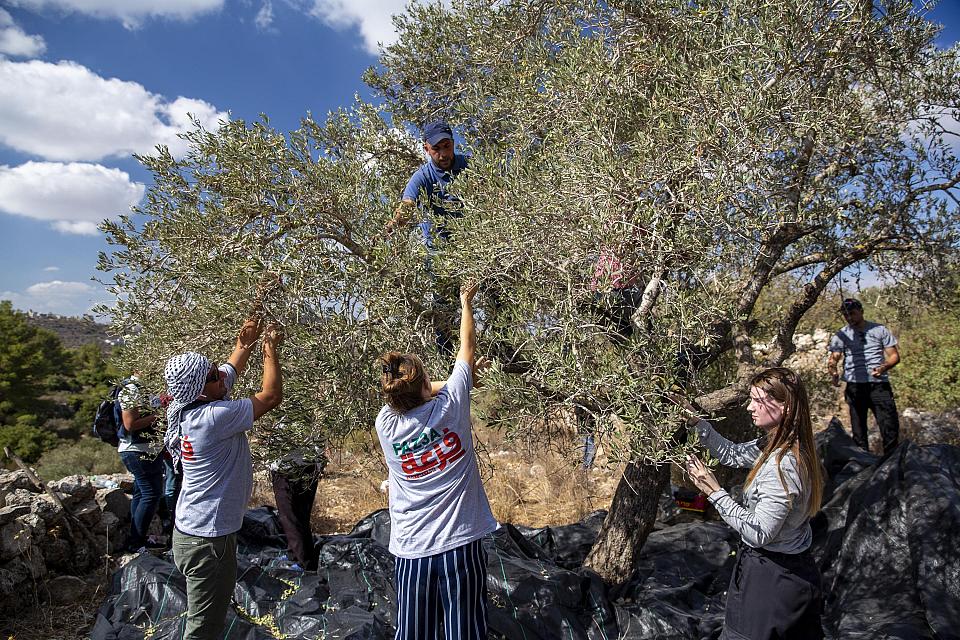 Des militants palestiniens et internationaux récoltant des olives