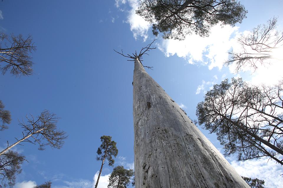 Un tronc d'arbre vu en contre-plongée. 