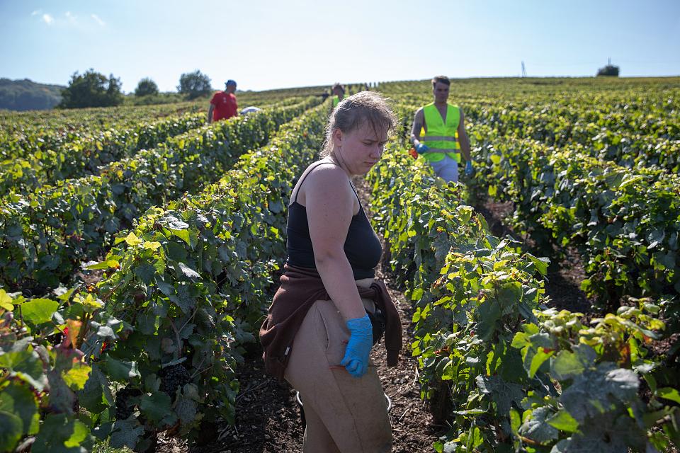 Une femme porte des gants bleu, en débardeur, debout dans les vignes, regarde vers le sol. 