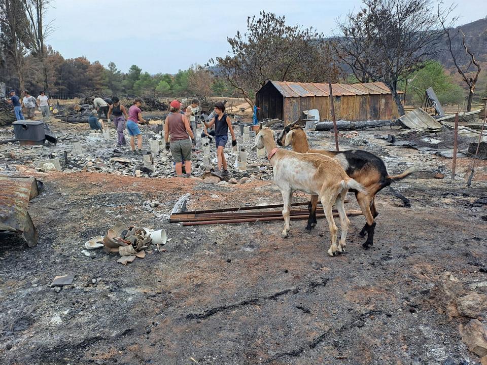 deux chèvres regardent des bénévoles dans un paysage dévasté par un incendie