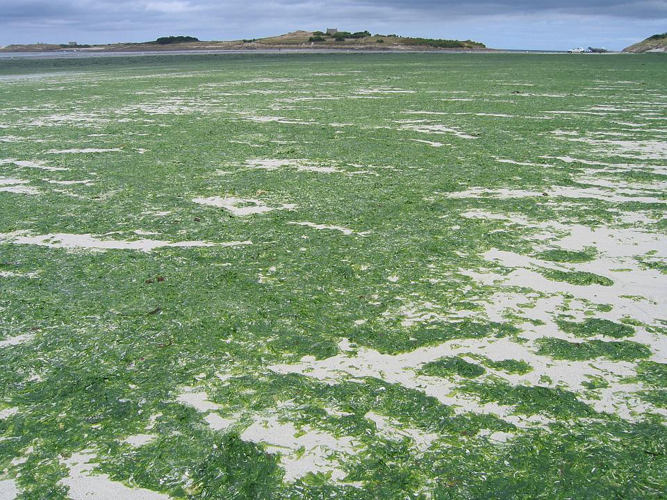 Les algues vertes grignotent la Bretagne et le vivant - Basta!