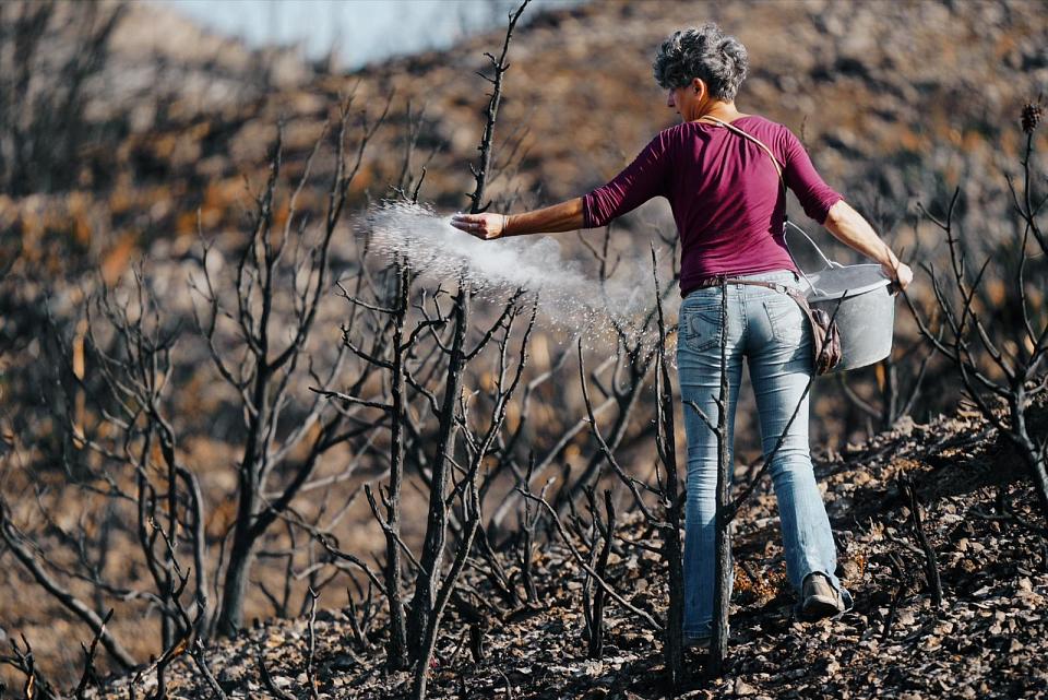 Une femme sème à la volée au milieu des friches viticoles calcinées