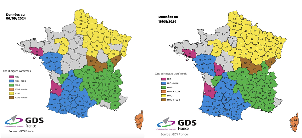 carte de la métropole française avec différentes couleurs pour marquer la progression des maladies virales affectant les ruminants