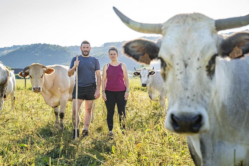 un homme et une femme, couple d'éleveurs, au milieu de leur troupeau. Au premier plan, une vache fixe l'objectif.