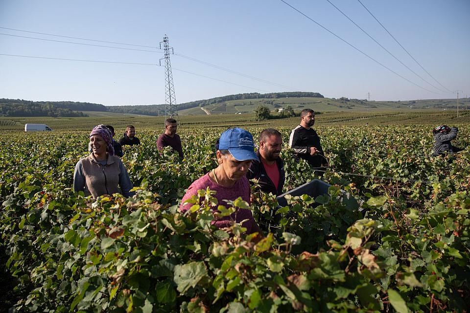 Travailleurs saisonniers originaires de Bulgarie lors des vendanges de septembre 2024