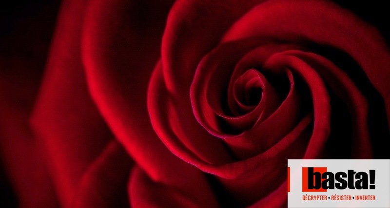 Saint-Valentin : dans les coulisses pas très romantiques du business de la  rose - Basta!