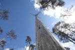 Un tronc d'arbre vu en contre-plongée. 