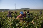 Des travailleuses et travailleurs dans les vignes coupent du raisin. 