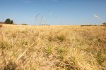 herbe séchée à perte de vue