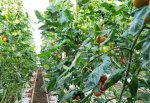 Des plants de tomates