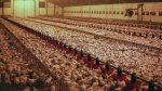 Un élevage industriel de poulets en France dans un bâtiment